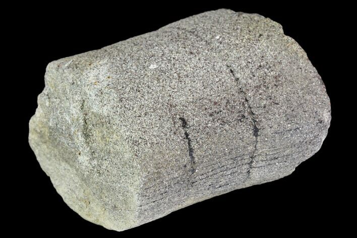 Pennsylvanian Fossil Calamites (Horsetail) - Alabama #112772